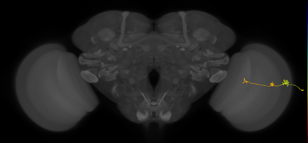 Tm6_R (JRC_OpticLobe:147277)