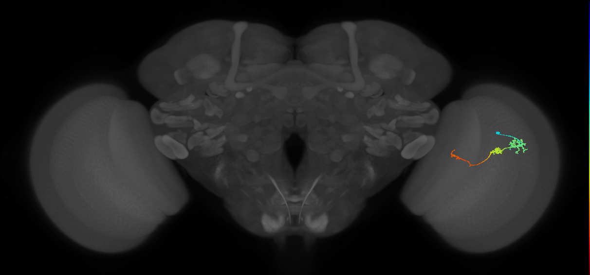 Tm6_R (JRC_OpticLobe:97269)