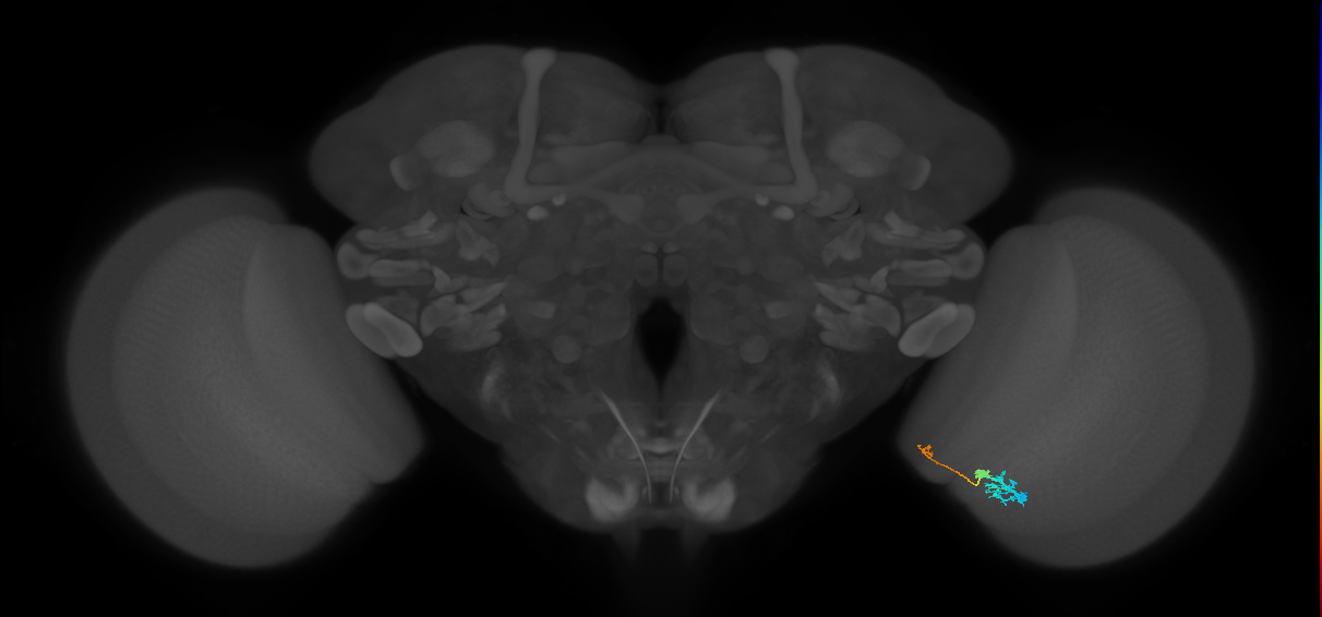 Tm6_R (JRC_OpticLobe:170491)