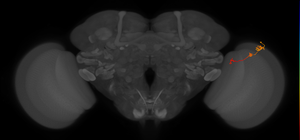 Tm6_R (JRC_OpticLobe:108848)