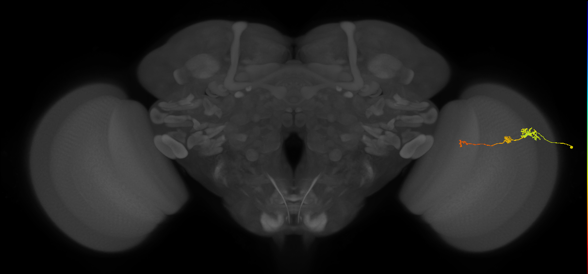 Tm6_R (JRC_OpticLobe:144661)