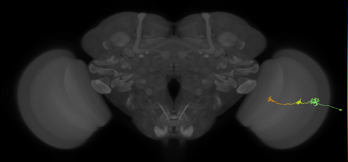 Tm6_R (JRC_OpticLobe:138080)