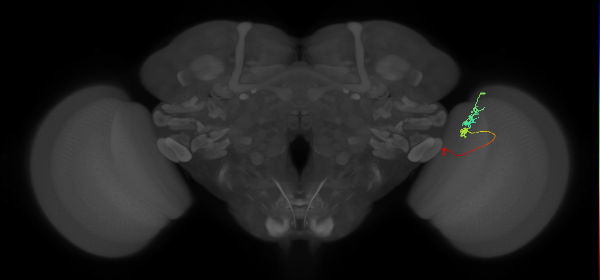 Tm6_R (JRC_OpticLobe:102135)