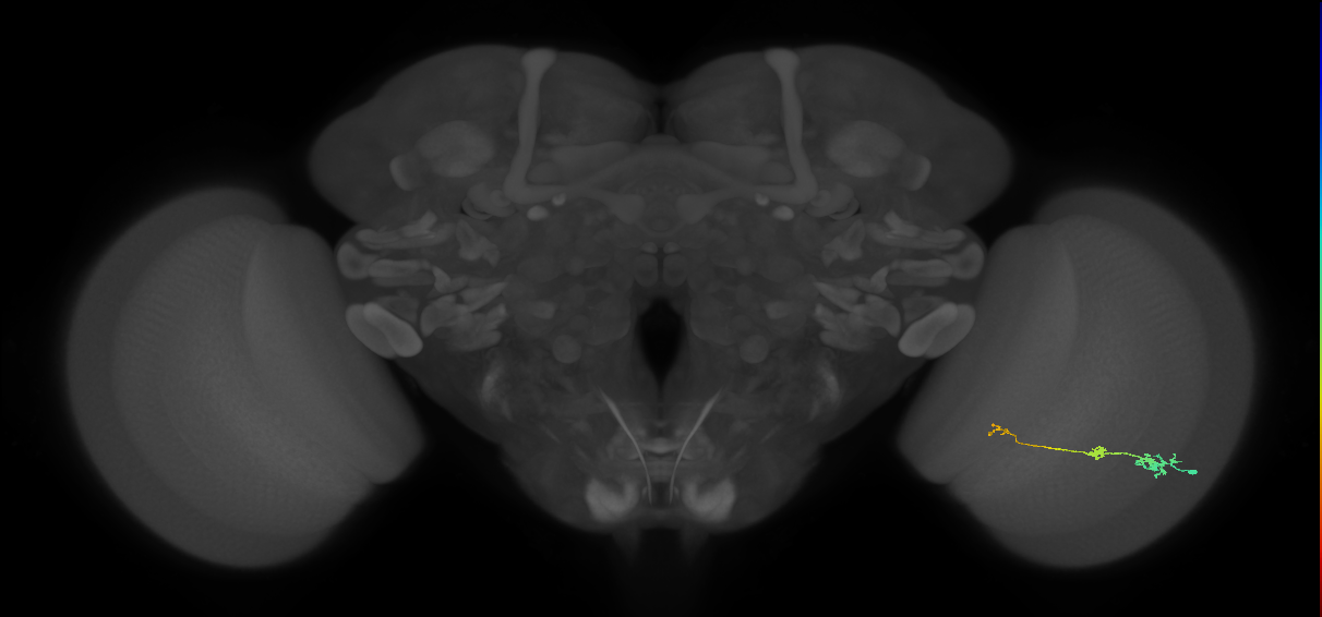 Tm6_R (JRC_OpticLobe:168671)