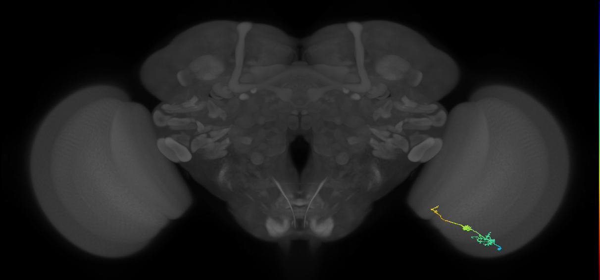 Tm6_R (JRC_OpticLobe:124771)
