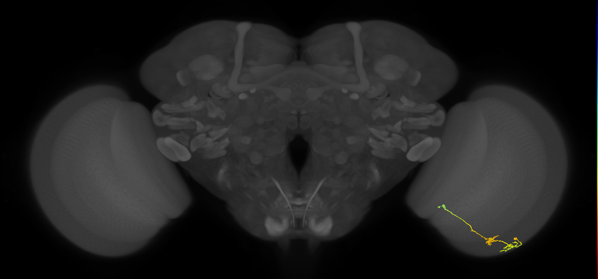 Tm6_R (JRC_OpticLobe:112424)