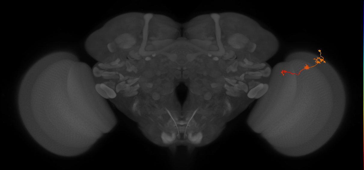 Tm6_R (JRC_OpticLobe:97166)