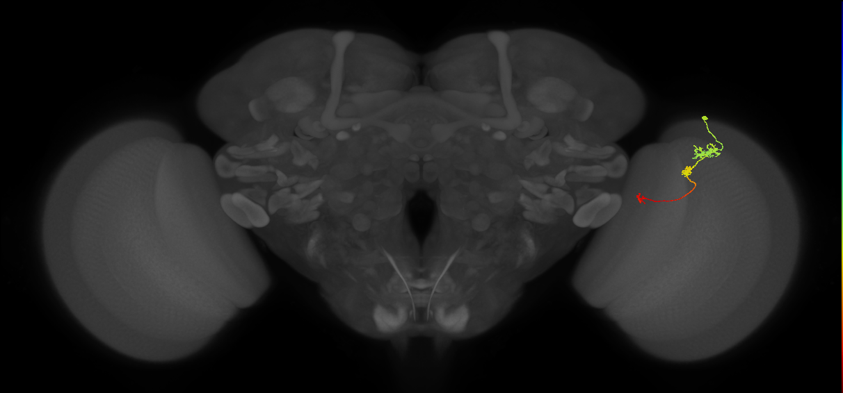 Tm6_R (JRC_OpticLobe:108250)