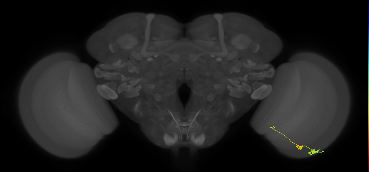 Tm6_R (JRC_OpticLobe:101663)