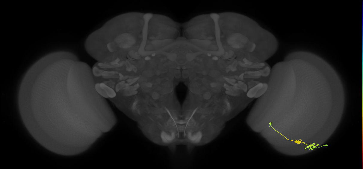 Tm6_R (JRC_OpticLobe:93374)