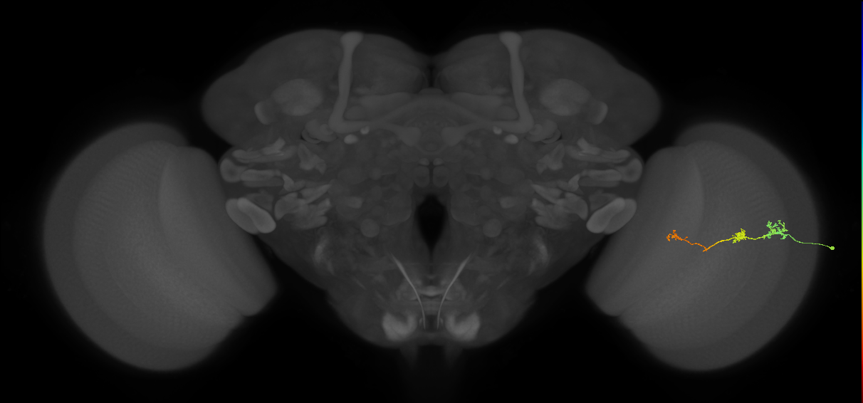 Tm6_R (JRC_OpticLobe:146617)