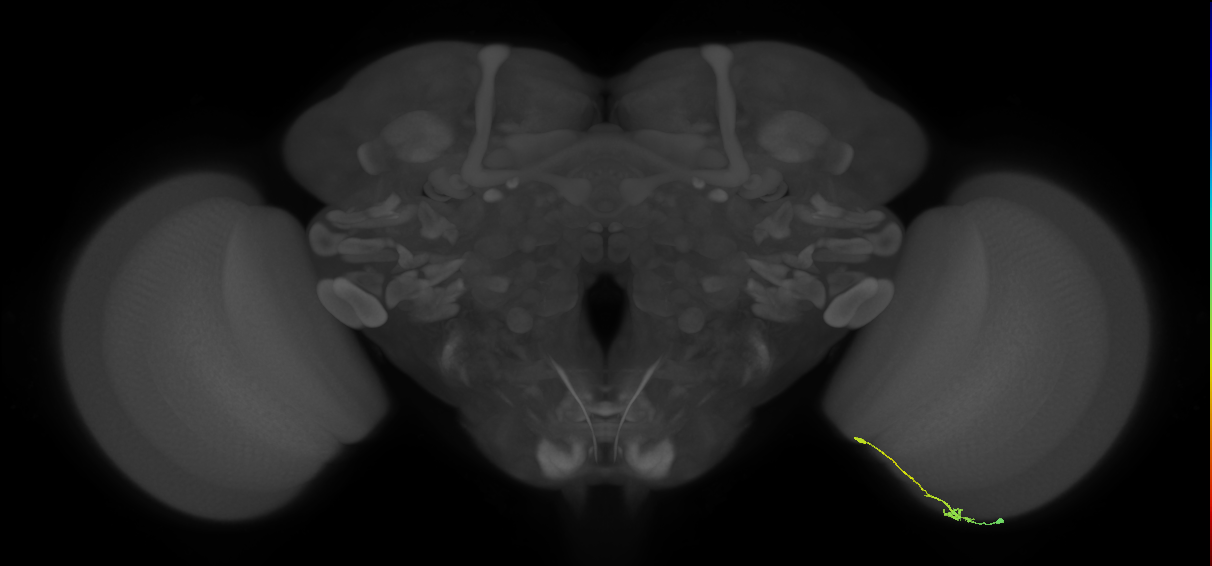 Tm9_R (JRC_OpticLobe:127653)