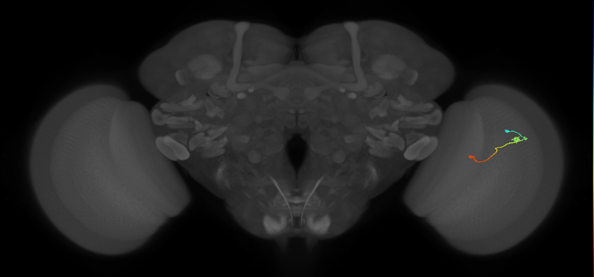 Tm9_R (JRC_OpticLobe:110012)