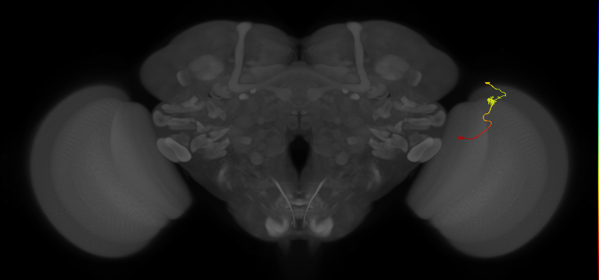 Tm9_R (JRC_OpticLobe:101690)