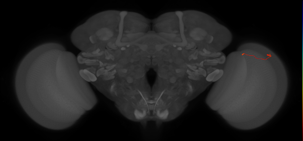 Tm9_R (JRC_OpticLobe:191068)