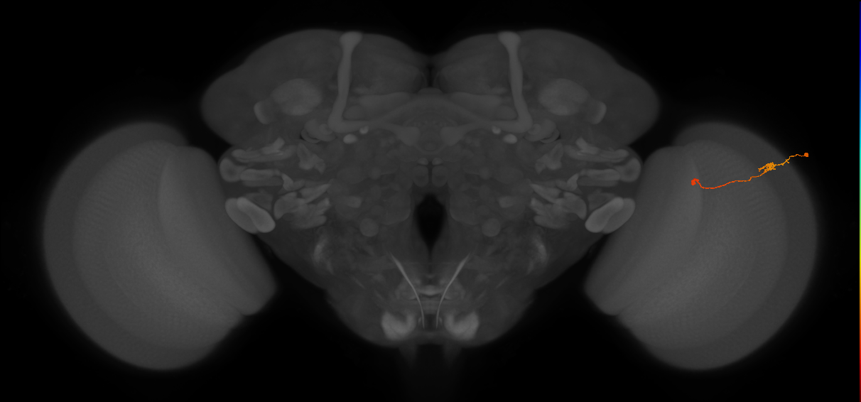 Tm9_R (JRC_OpticLobe:110321)