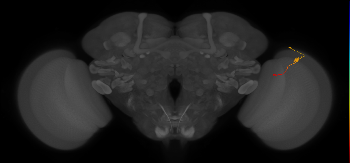 Tm9_R (JRC_OpticLobe:112193)