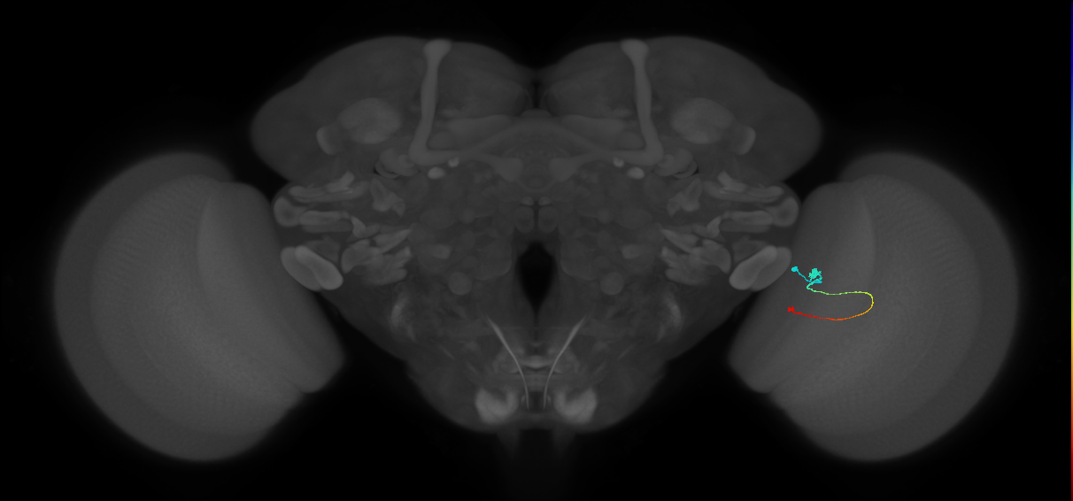 Tm9_R (JRC_OpticLobe:131517)