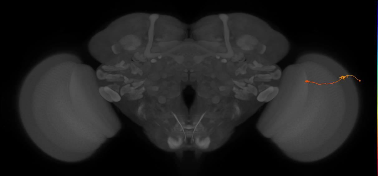 Tm9_R (JRC_OpticLobe:122689)