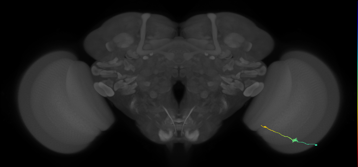 Tm9_R (JRC_OpticLobe:97731)
