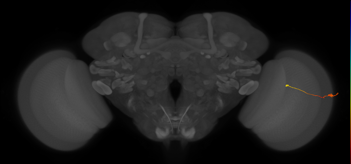Tm9_R (JRC_OpticLobe:130063)