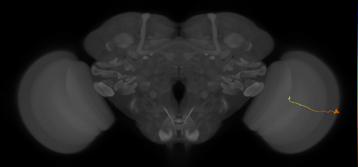 Tm9_R (JRC_OpticLobe:141396)