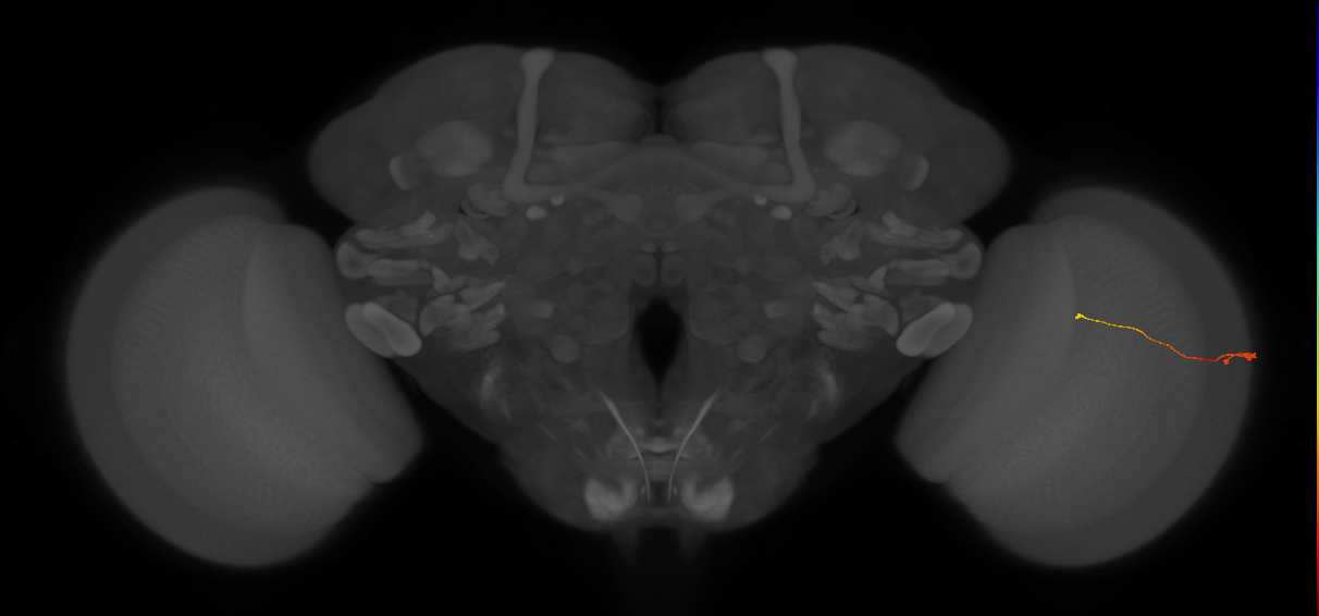 Tm9_R (JRC_OpticLobe:179316)