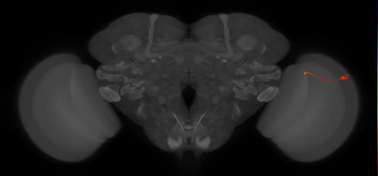 Tm9_R (JRC_OpticLobe:125858)