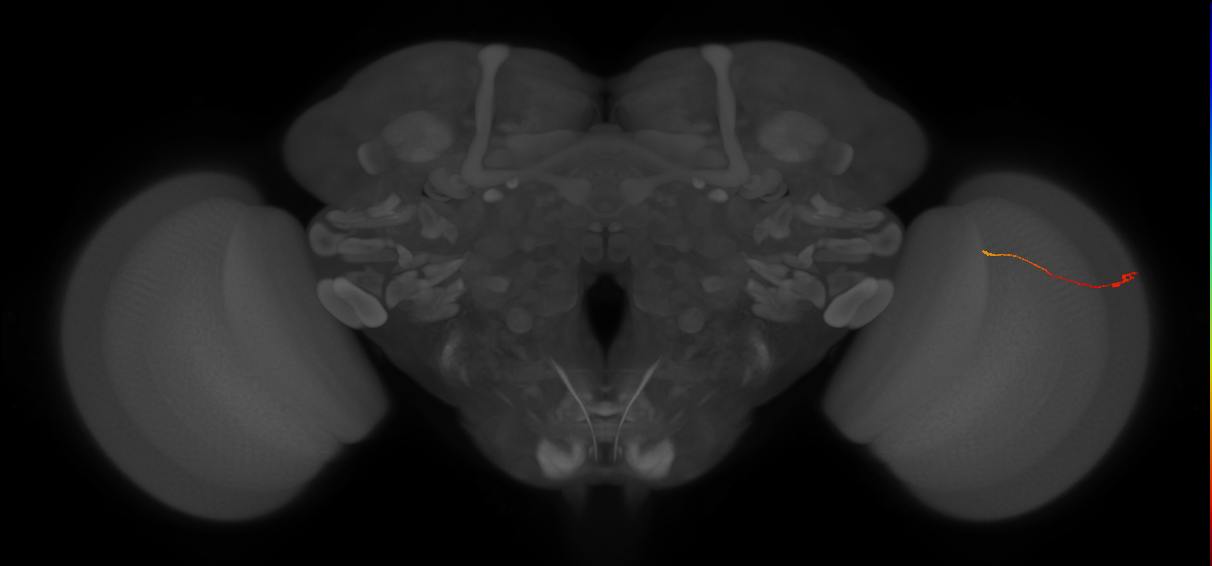 Tm9_R (JRC_OpticLobe:154340)