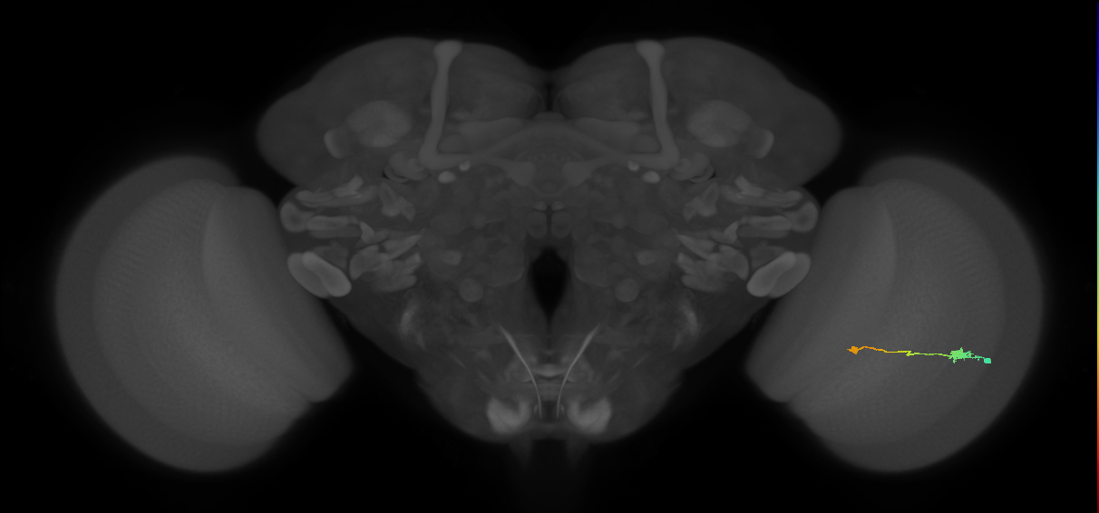 Tm9_R (JRC_OpticLobe:80501)