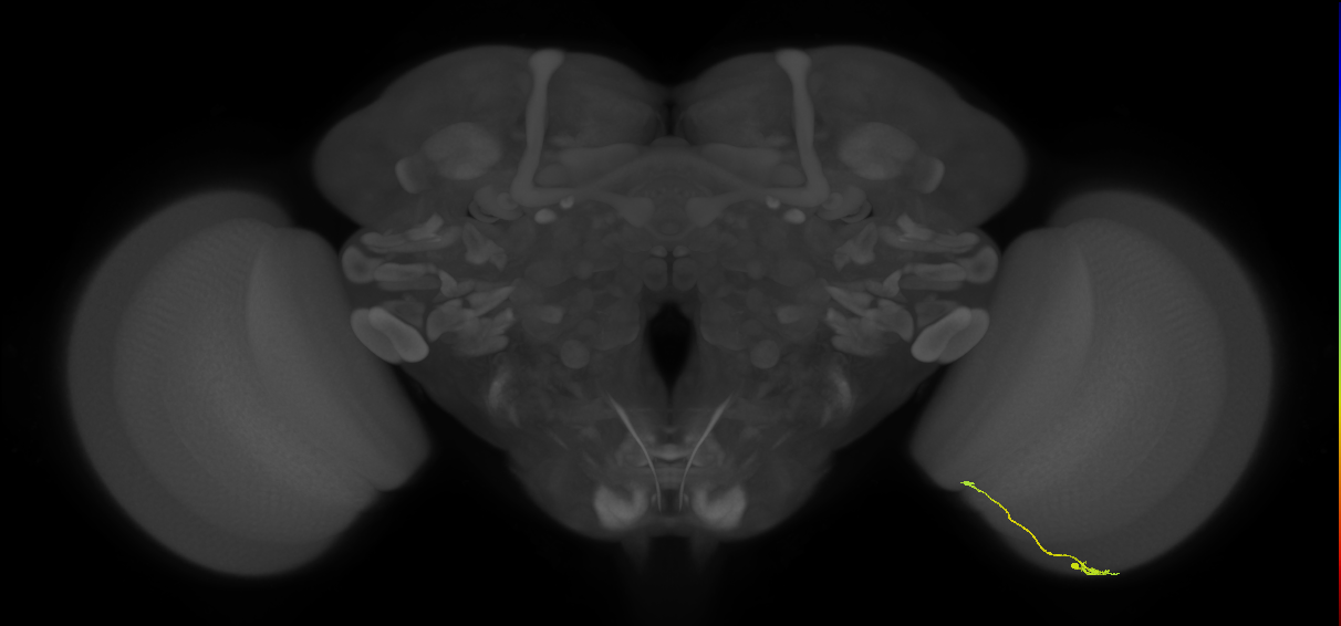 Tm9_R (JRC_OpticLobe:138724)