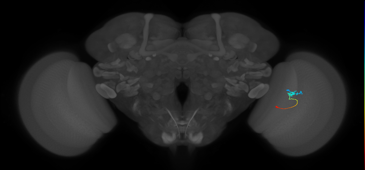 Tm9_R (JRC_OpticLobe:94570)