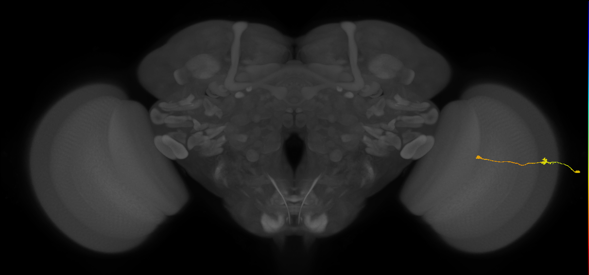 Tm9_R (JRC_OpticLobe:161072)