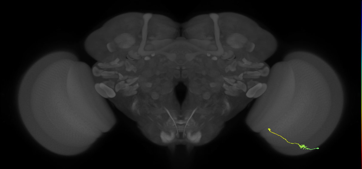Tm9_R (JRC_OpticLobe:90258)
