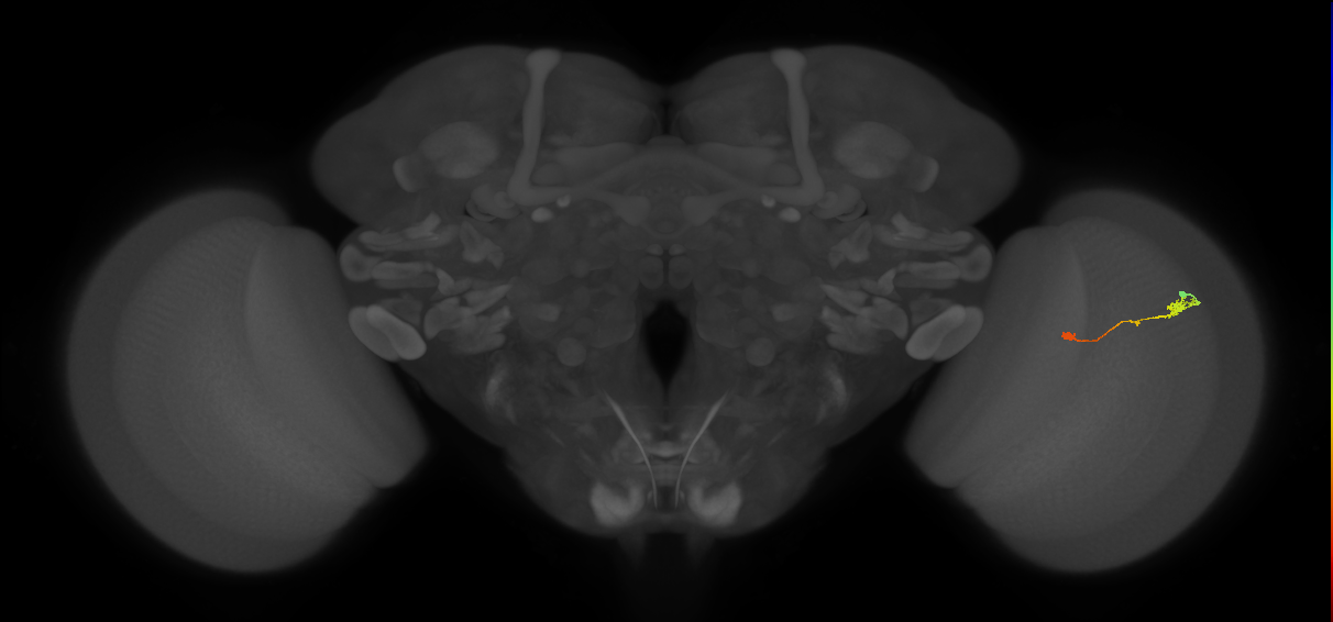 Tm9_R (JRC_OpticLobe:113307)