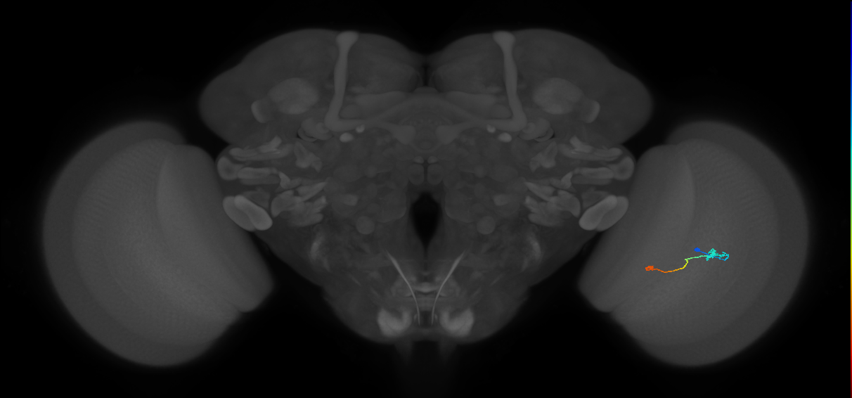 Tm9_R (JRC_OpticLobe:92891)