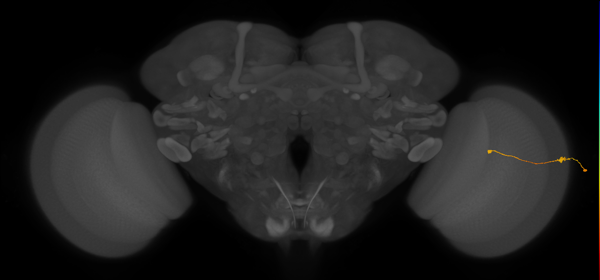 Tm9_R (JRC_OpticLobe:147007)