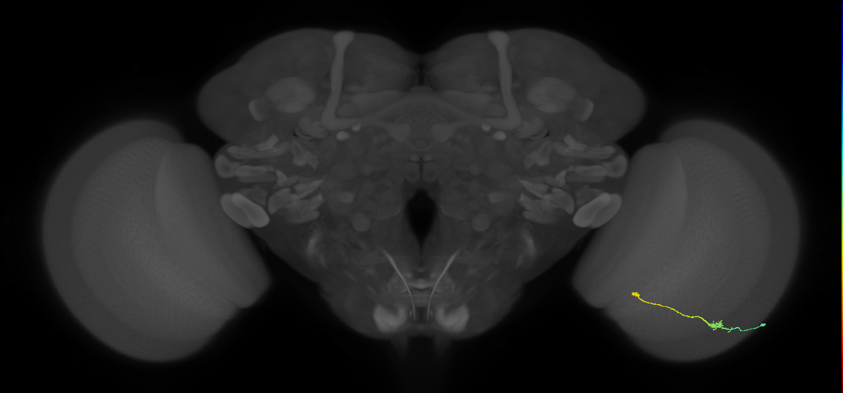 Tm9_R (JRC_OpticLobe:88907)
