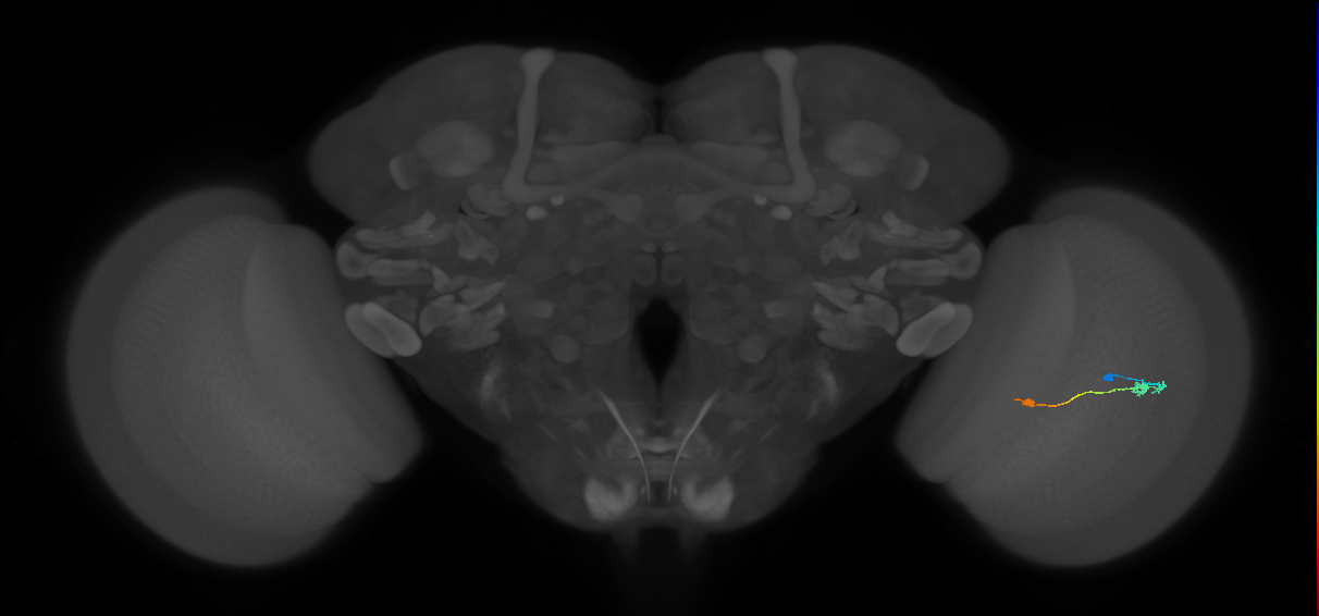 Tm9_R (JRC_OpticLobe:85026)