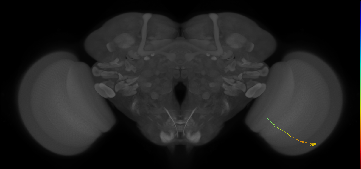 Optic Lobe connectome neurons from optic_lobe:v1.0.1, Nern et al., 2024