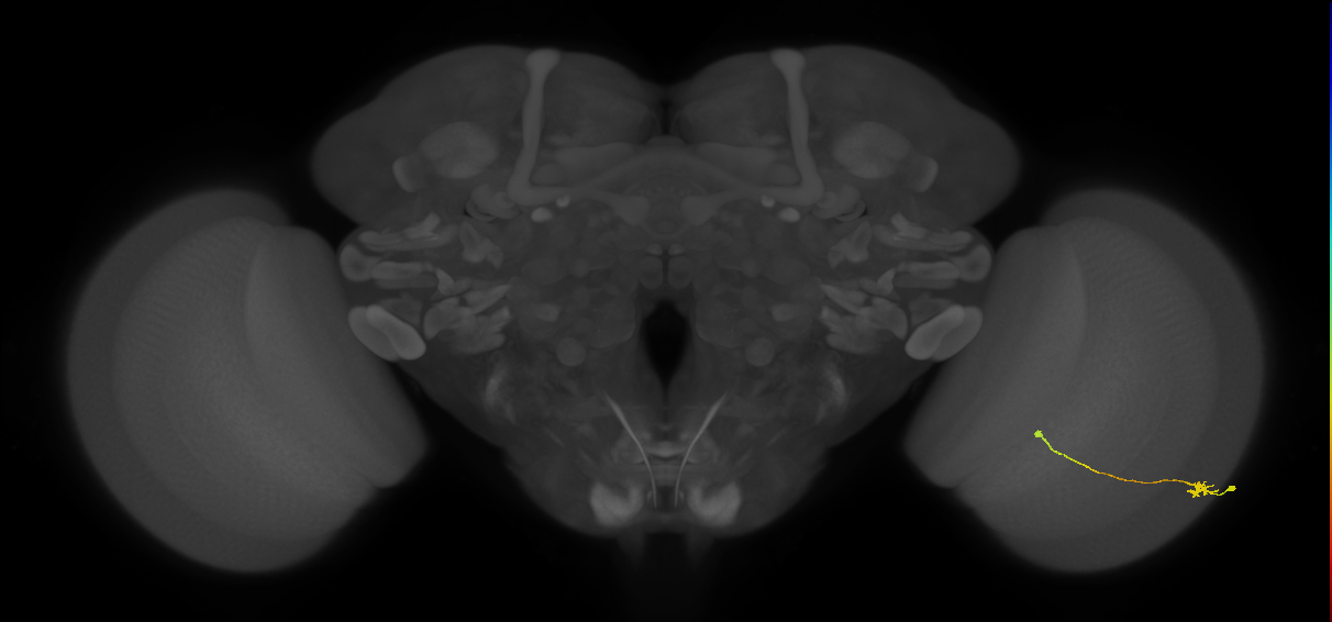 Tm9_R (JRC_OpticLobe:95902)