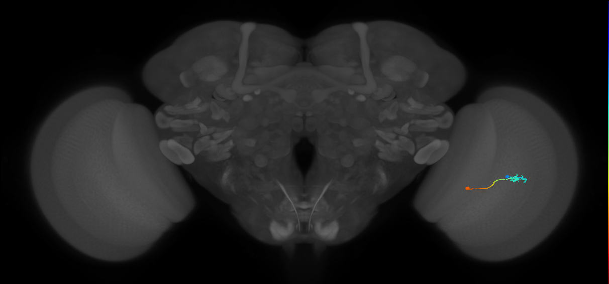 Tm9_R (JRC_OpticLobe:92316)