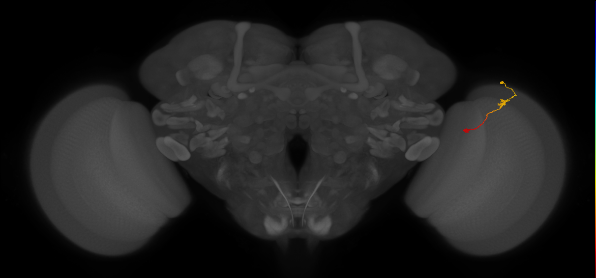Tm9_R (JRC_OpticLobe:121885)