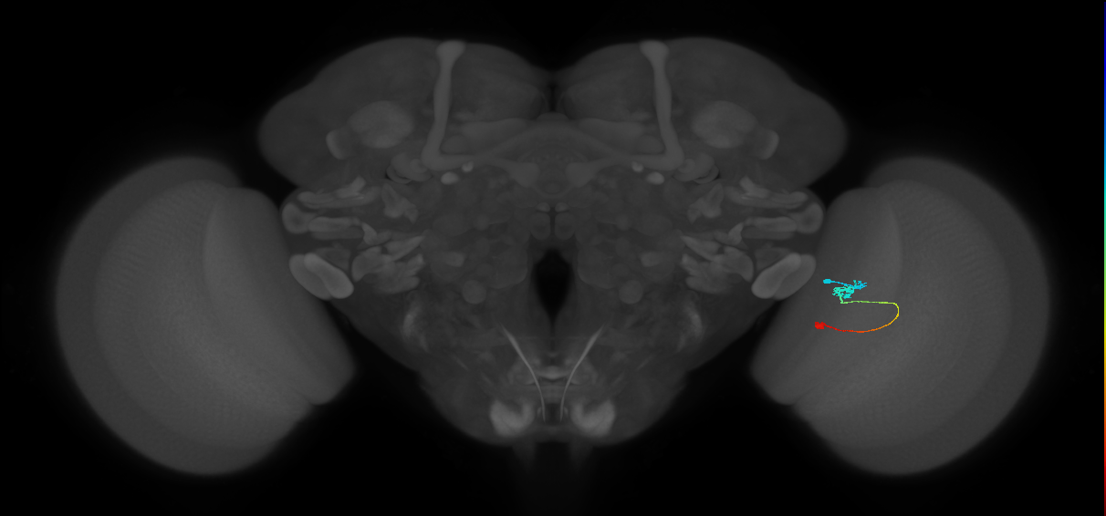 Tm9_R (JRC_OpticLobe:98078)