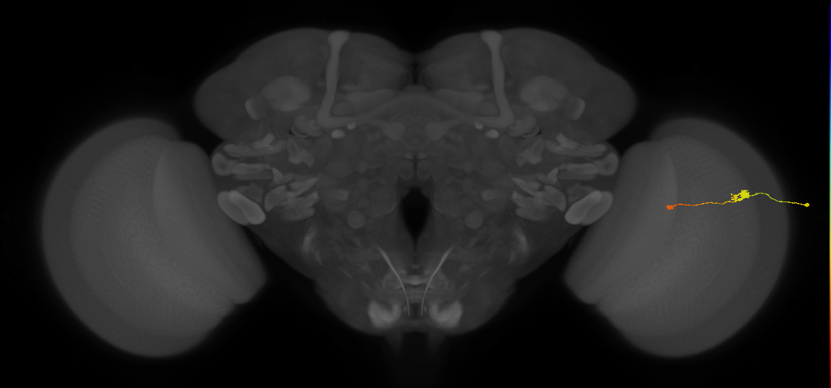 Tm9_R (JRC_OpticLobe:114936)