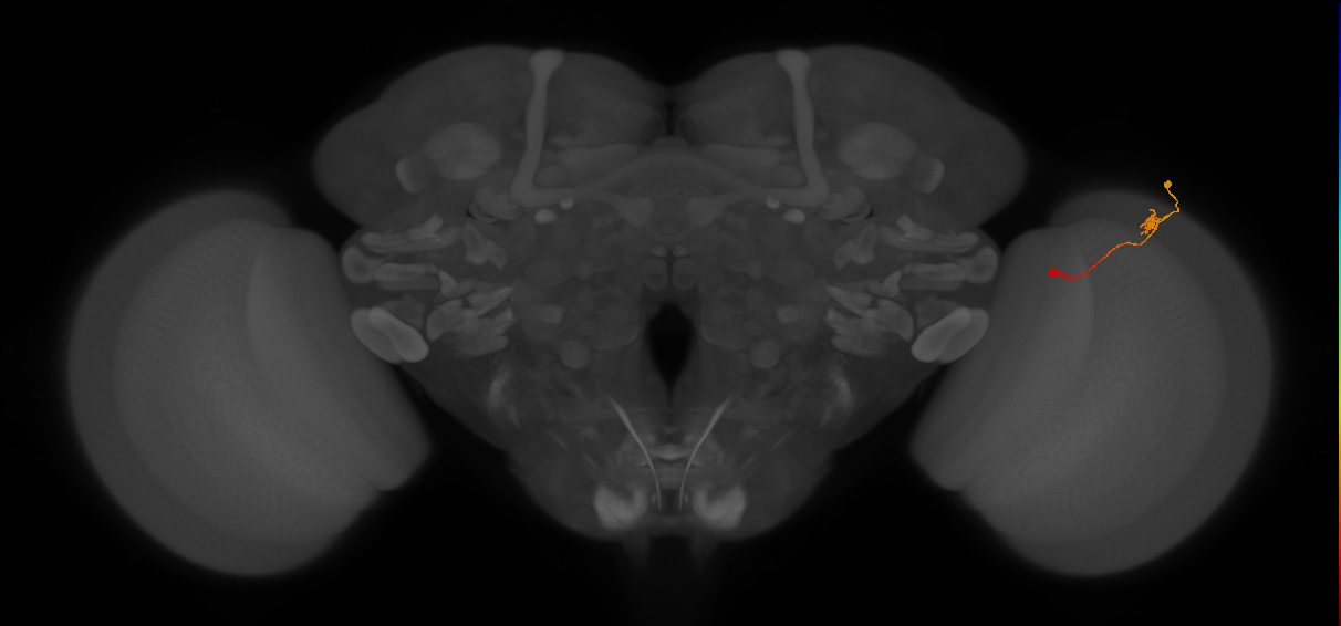Tm9_R (JRC_OpticLobe:114255)