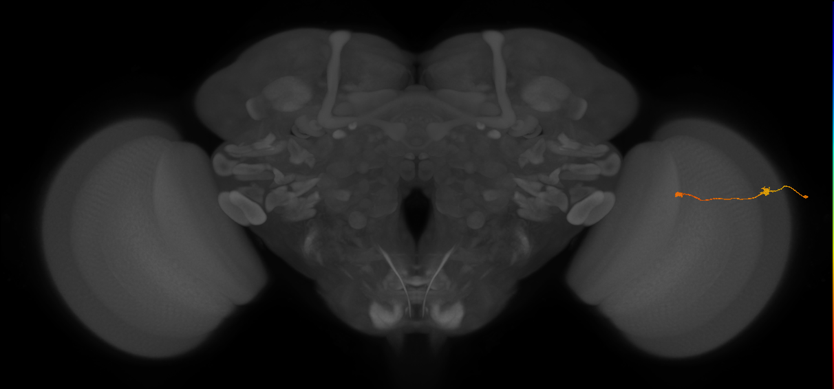Tm9_R (JRC_OpticLobe:117298)