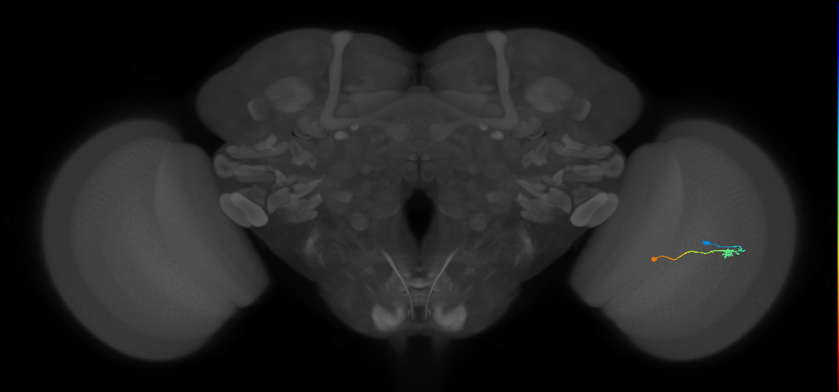 Tm9_R (JRC_OpticLobe:89889)