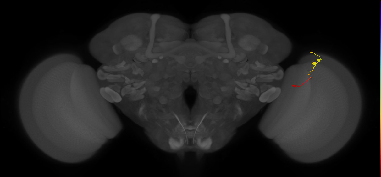 Tm9_R (JRC_OpticLobe:117647)