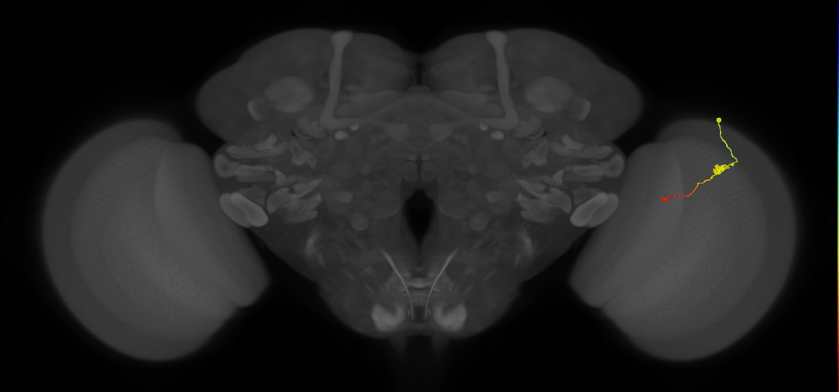 Tm9_R (JRC_OpticLobe:103813)